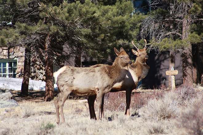Caribou vs Reindeer Difference and Comparison Diffen