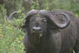 Buffalo