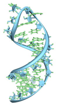 Structure of RNA (hairpin loop from pre-mRNA)