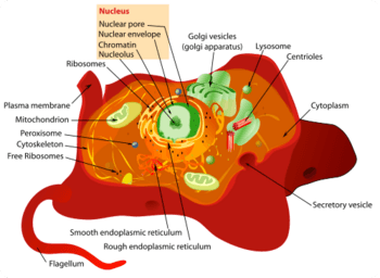 Structure of a Typical Animal Cell (click to enlarge)