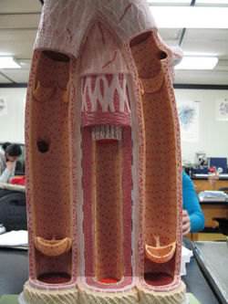 A model of Arteries and Veins