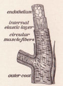 Anatomy of an artery