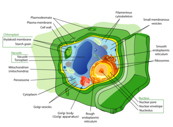 Structure of a Typical Plant Cell (click to enlarge)
