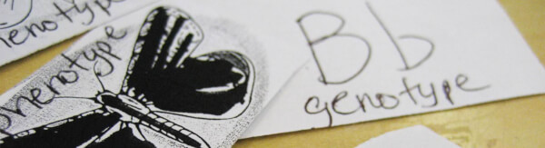 Phenotype Example For Kids