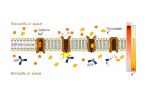 Active and Passive Transport - Difference and Comparison | Diffen