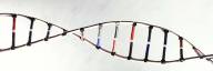 Chromatin vs Chromosome
