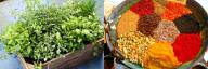Herbs vs Spices