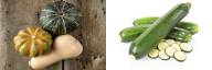 Squash vs Zucchini