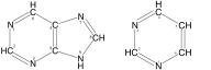 Purines vs Pyrimidines