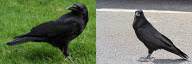 Crow vs Raven