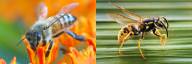 Bee vs Wasp