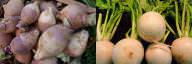 Turnip vs Rutabaga