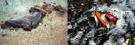 Flotsam vs Jetsam