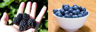 Blackberries vs Blueberries