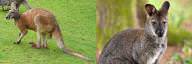 Kangaroo vs Wallaby