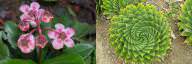 Monocot vs Dicot