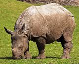 The Indian Rhinoceros