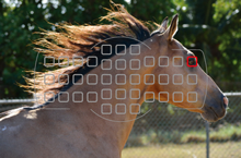 The D5200's 39-point autofocus system.