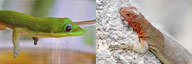 Gecko vs Lizard