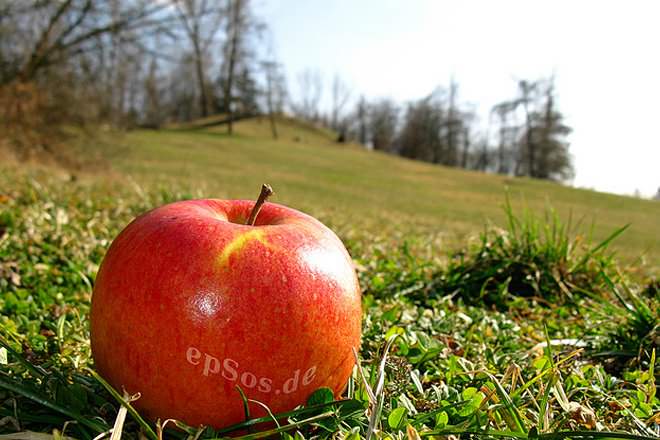 Apples