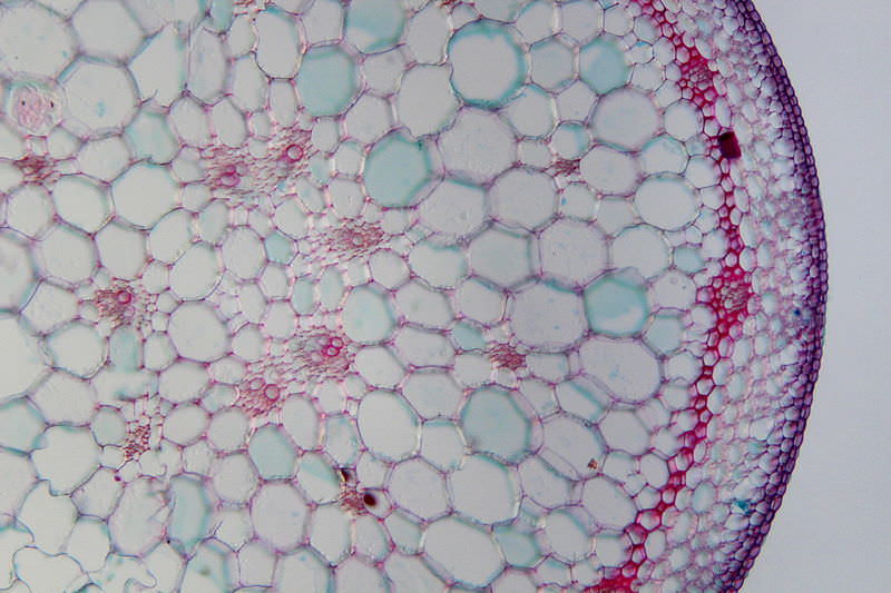 Image:monocot-vascular.jpg