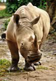 The White Rhinoceros