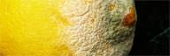 Mildew vs Mold