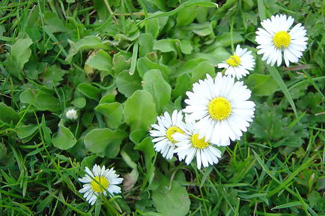 Bellis Perennis