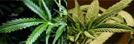 Indica vs Sativa