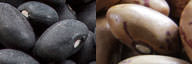 Black Beans vs Pinto Beans