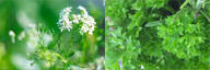 Cilantro vs Parsley