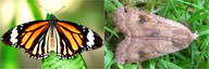 Butterfly vs Moth