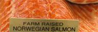 Farm-Raised Salmon vs Wild Salmon