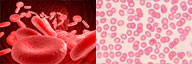 Red vs White Blood Cells