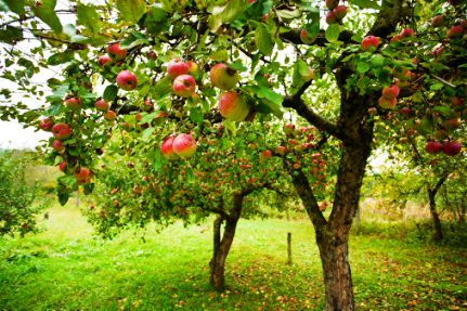 Image:Appletree.jpg