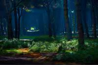 A beautiful forest in Selciatella, Italy.