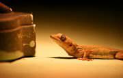 A lizard