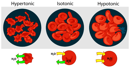 Osmotic effect of different solutions on blood cells
