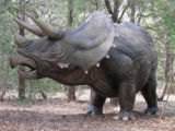 Triceratops