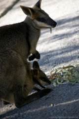 Wallaby