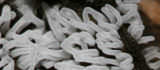 Cilia