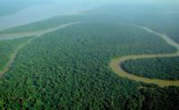An aerial view of the Amazon Rainforest.