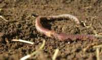 Earthworm