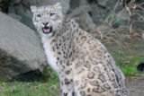 Snow Leopard