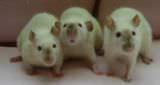 Rat