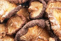 Shiitake mushrooms