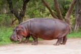 Hippopotamus