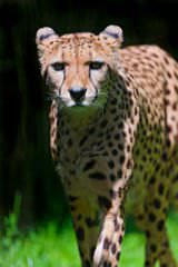 Cheetah