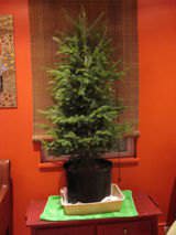 Real Christmas Tree