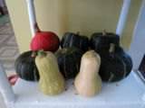 Squash
